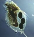 MDRS: Daphnia